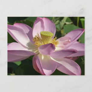 Postal Flor rosa Lotus II Flor de verano