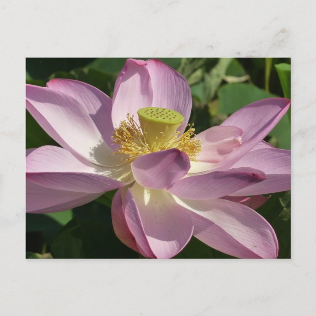 Postal Flor rosa Lotus II Flor de verano (Anverso)
