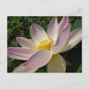 Postal Flor rosa Lotus III flor de verano