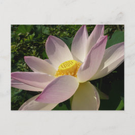 Postal Flor rosa Lotus III flor de verano