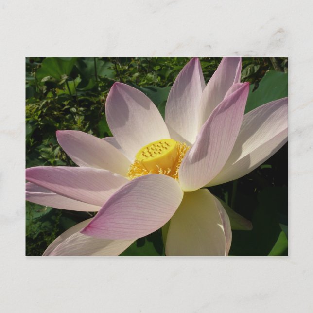 Postal Flor rosa Lotus III flor de verano (Anverso)
