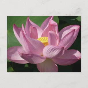 Postal Flor rosa Lotus IV