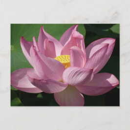 Postal Flor rosa Lotus IV
