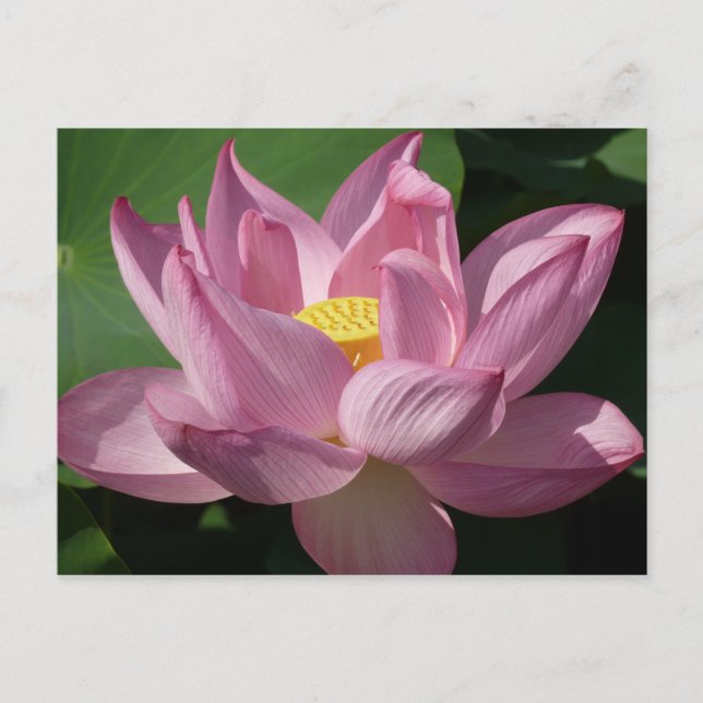 Postal Flor rosa Lotus IV (Anverso)