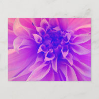 Flor rosa macro