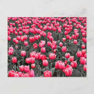 Postal Flor rosa Minimalista de color selectivo arte de l