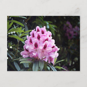 Postal Flor rosa pálida de rododendros