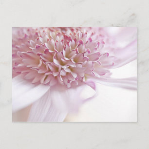 Postal Flor rosa pastel