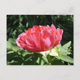 Postal Flor rosa peony