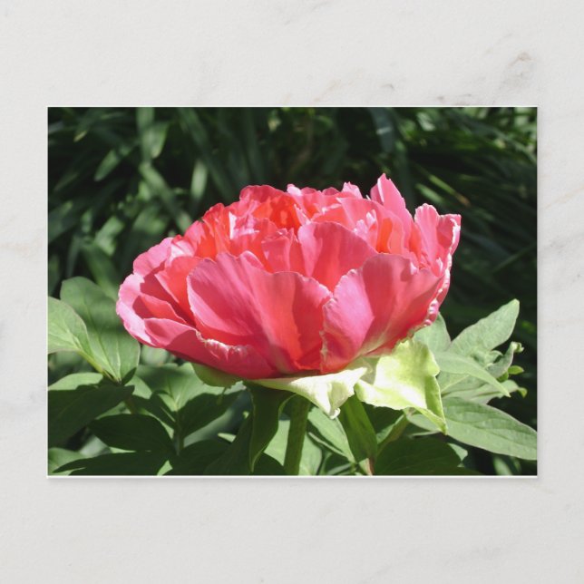 Postal Flor rosa peony (Anverso)