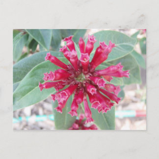 Postal Flor rosa profunda