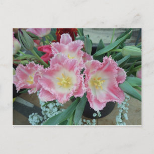 Postal Flor rosa prusa