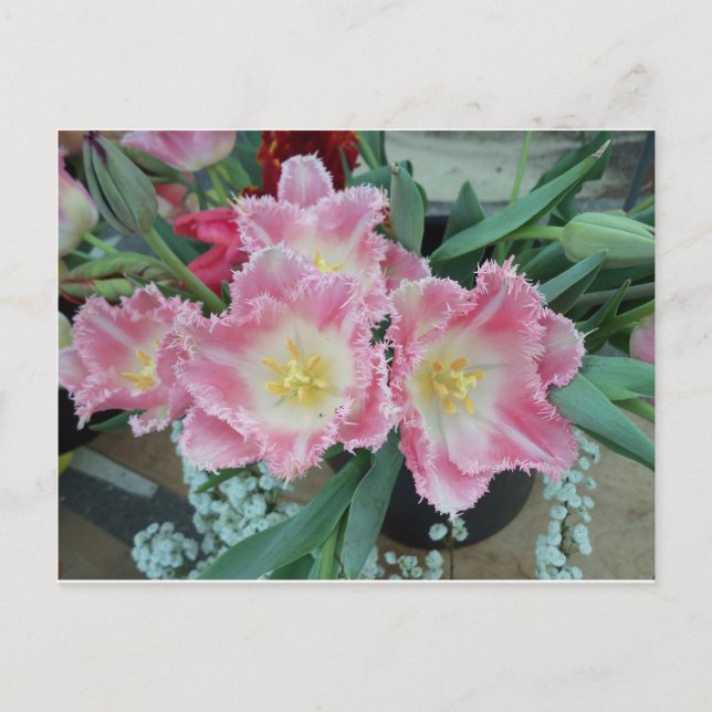 Postal Flor rosa prusa (Anverso)