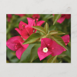Postal flor rosa/púrpura