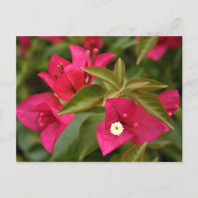 Postal flor rosa/púrpura (Anverso)