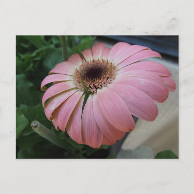 Postal Flor rosa redonda (Anverso)