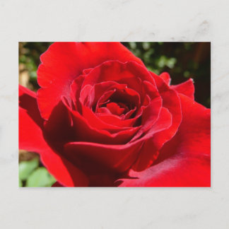 Postal Flor rosa roja brillante hermosa flor