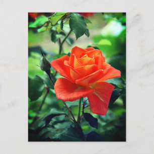 Postal Flor rosa rosa de la naturaleza 46458