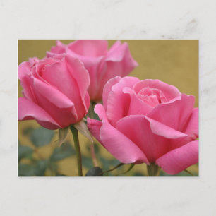 Postal Flor Rosa Rosa - Hola, Amor, Gracias