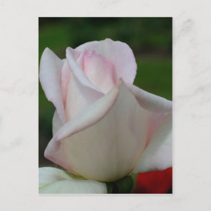 Postal Flor rosa rosa pálida de rosebudo