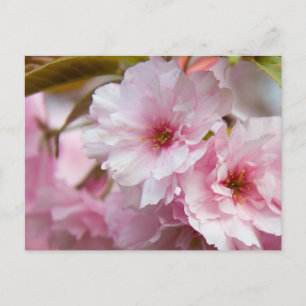 Postal Flor rosa Sakura