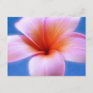 Postal Flor rosa y azul Frangipani Hawaii