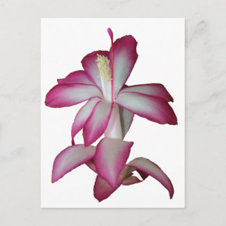 Postal Flor rosa y blanca de cactus, flor suculenta