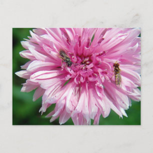 Postal Flor rosa y fallos