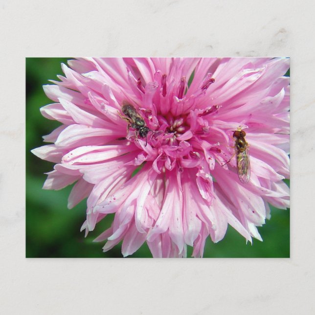 Postal Flor rosa y fallos (Anverso)
