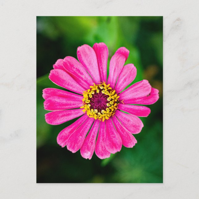 Postal Flor rosada de Zinnia (Anverso)