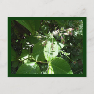 Postal Flor silvestre