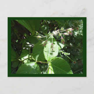 Postal Flor silvestre