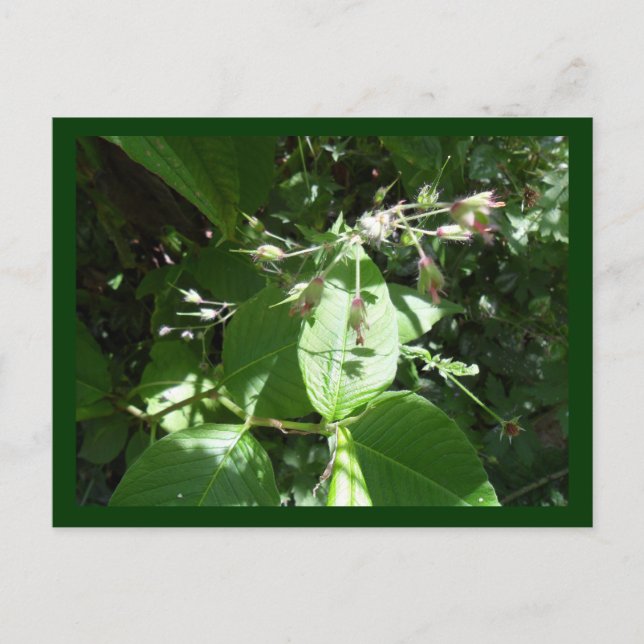 Postal Flor silvestre (Anverso)