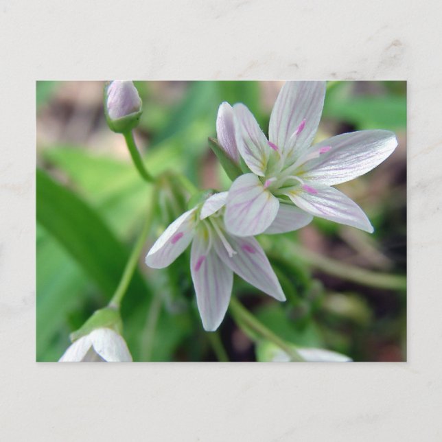 Postal Flor silvestre (Anverso)