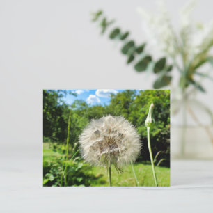 Postal Flor silvestre Barba de cabra