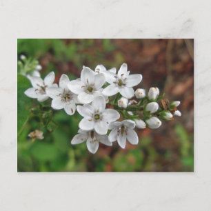 Postal Flor silvestre blanca y mosca de abeja