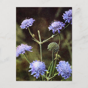 Postal Flor silvestre: Campo escabio