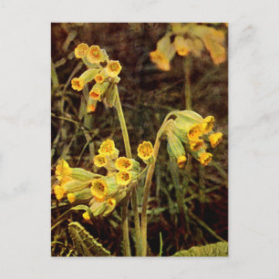 Postal Flor silvestre: Cernillo