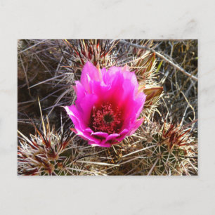 Postal Flor silvestre de Cactus floreciente