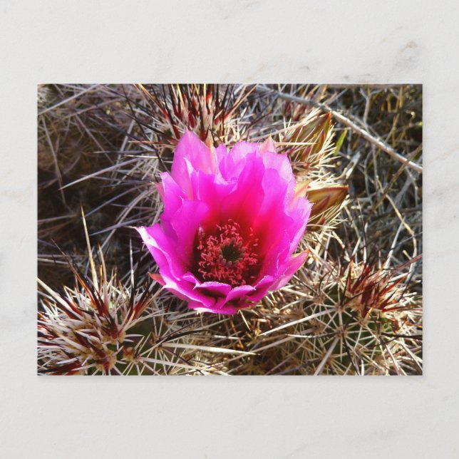 Postal Flor silvestre de Cactus floreciente (Anverso)