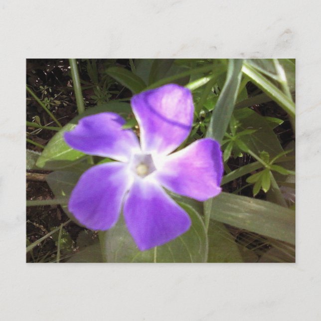 Postal Flor silvestre de California (Anverso)