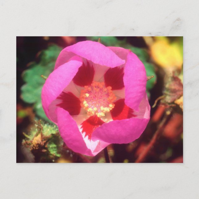 Postal Flor silvestre de cinco manchas del desierto (Anverso)