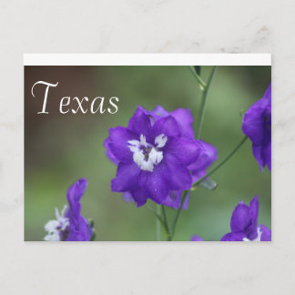 Postal Flor silvestre de Texas Postcard-Purple Wildflower