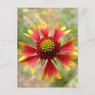 Postal Flor silvestre del desierto de Blanketflower Gaill