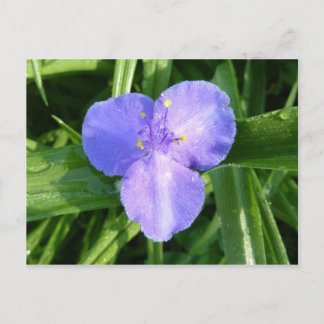 Postal Flor silvestre Dewy Trillium Spring