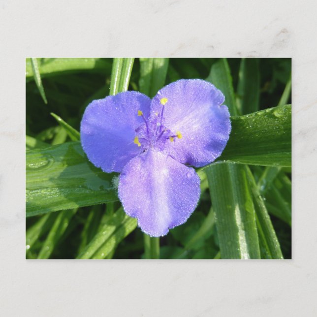 Postal Flor silvestre Dewy Trillium Spring (Anverso)