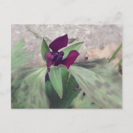 Postal Flor silvestre floreciente