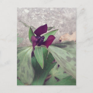 Postal Flor silvestre floreciente