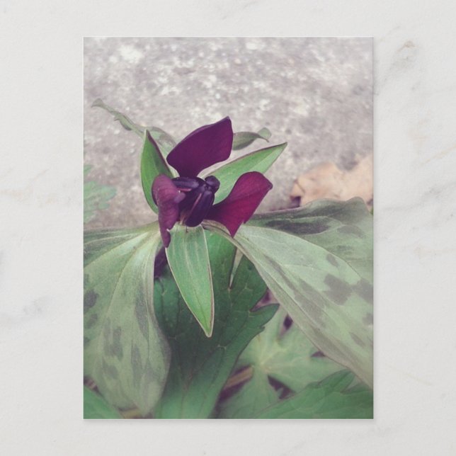 Postal Flor silvestre floreciente (Anverso)