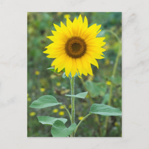 Postal Flor silvestre girasol